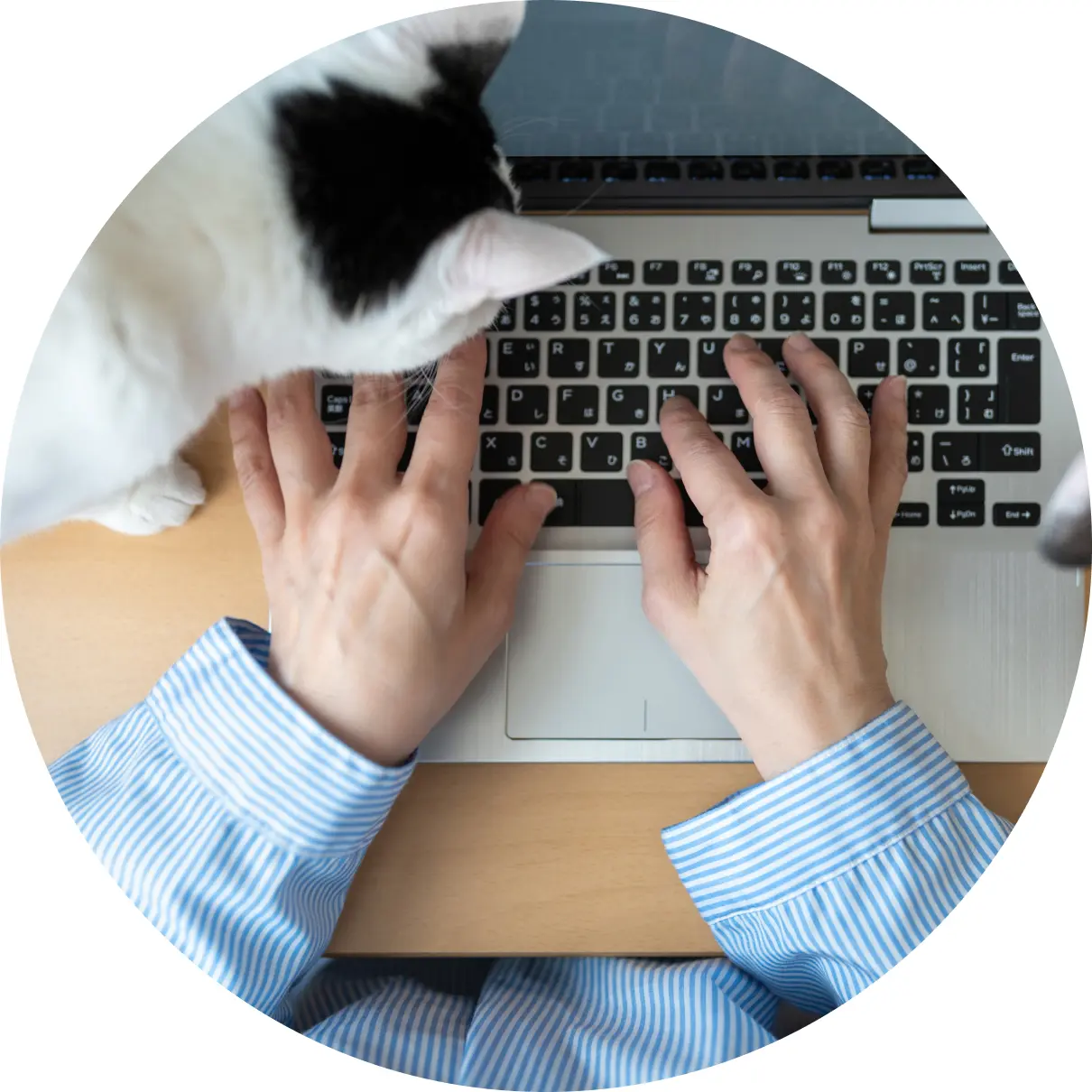 man typing with cat